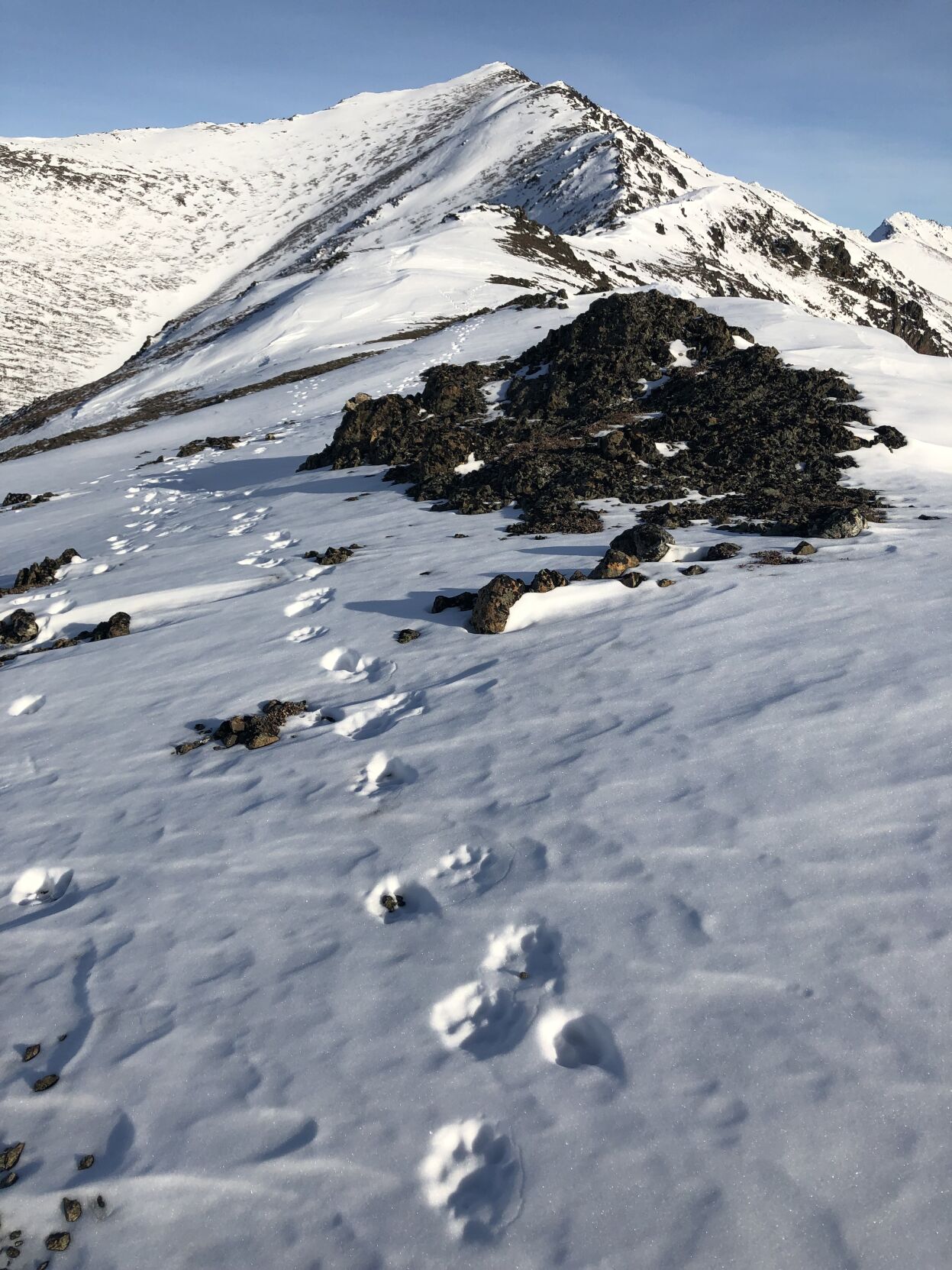 Wolverine tracks on Wolverine Peak.jpg